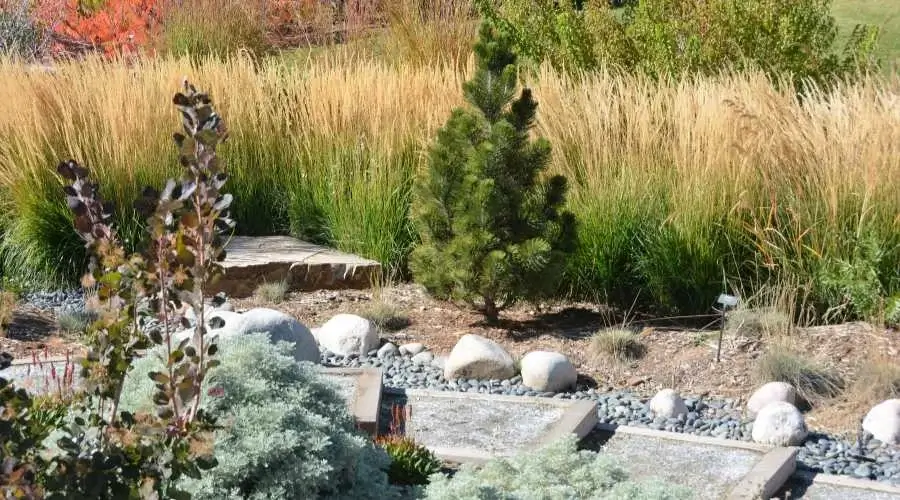 Xeriscaping garden for water conservation with drought-tolerant plants